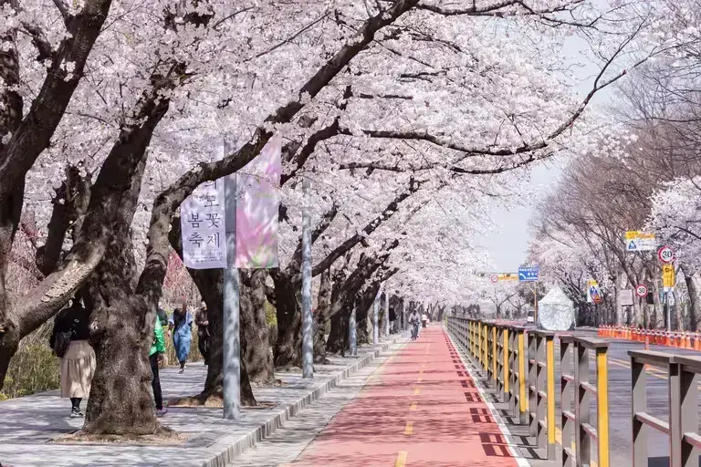 Cherry Blossom Korea 2025 Forecast - Best Watching Dates and Locations
